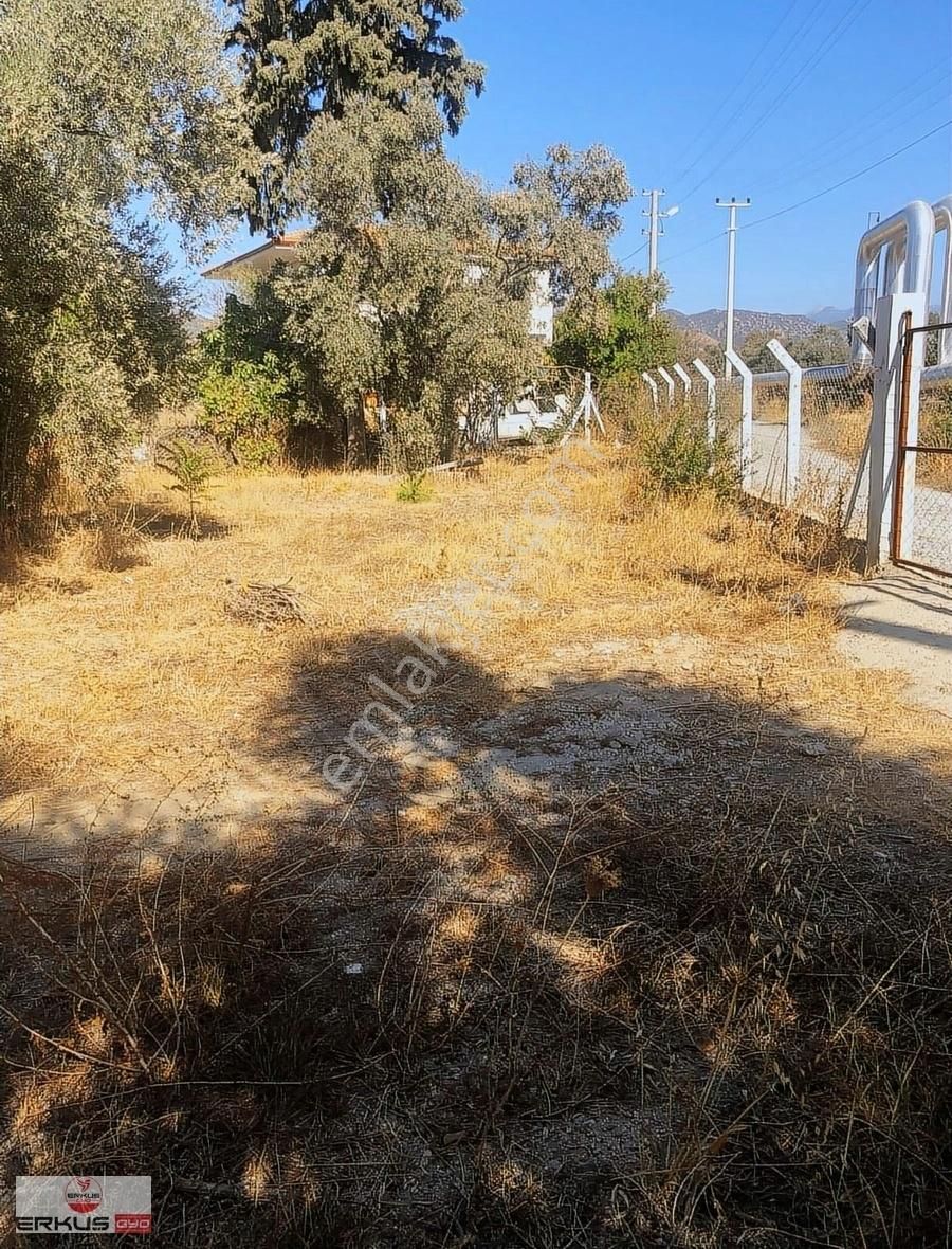 Satılık!!! Aydın İncirliova Erbeylide İncir Ve Zeytin Bahçesi - Görsel 7