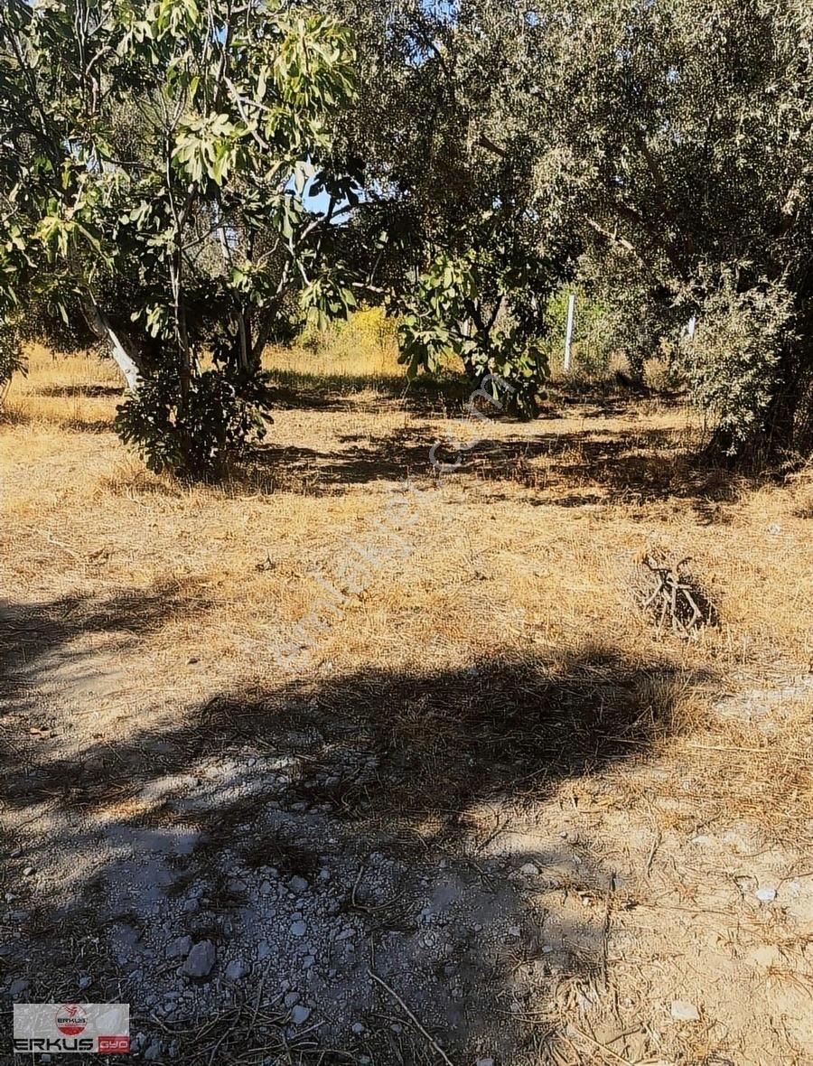 Satılık!!! Aydın İncirliova Erbeylide İncir Ve Zeytin Bahçesi - Görsel 10