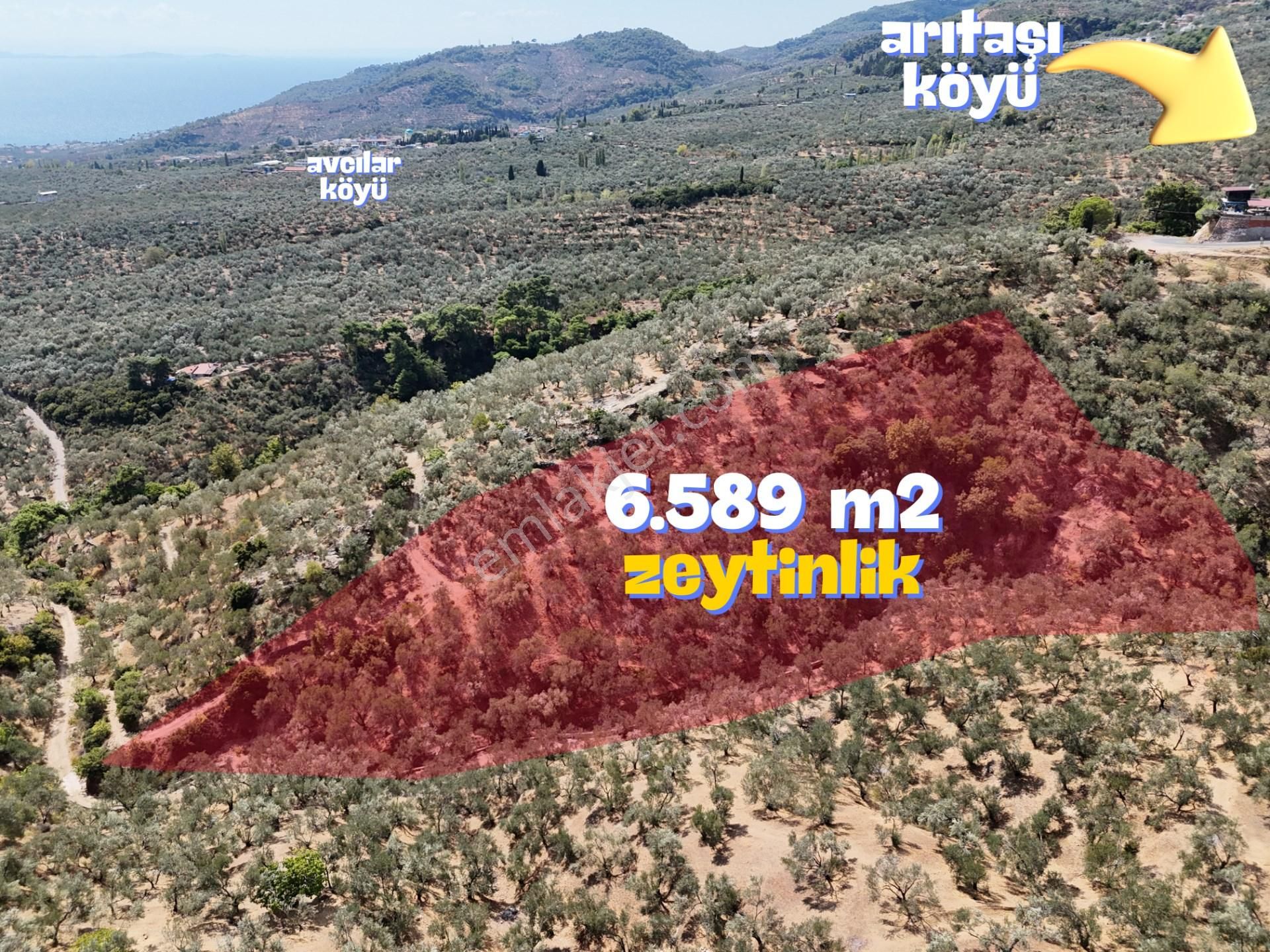 Edremit Arıtaşı Satılık Zeytinlik ALTINOLUK GÜRE'DE 6589m2 SATILIK DENİZ MANZARALI ZEYTİNLİK