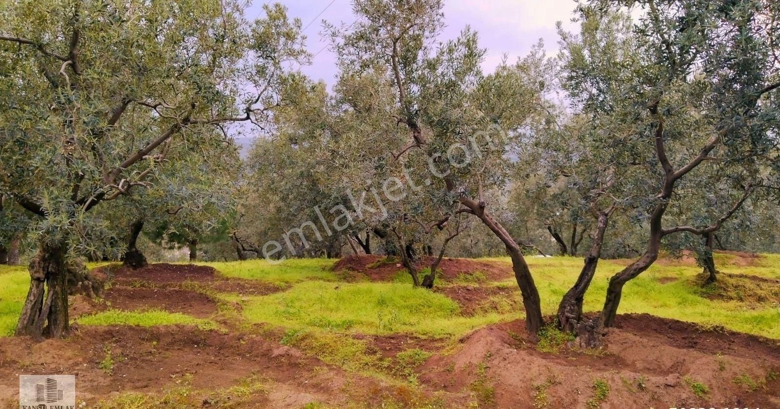 Erdek Zeytinli Satılık Zeytinlik Kansu Emlak Çeltikci Mahallesi Satılık Zeytinlik