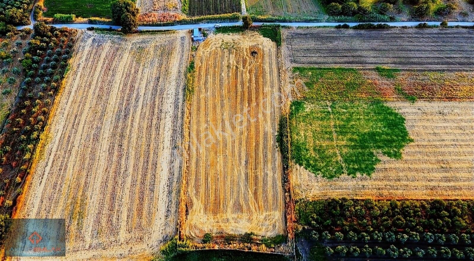 Burhaniye Kızıklı Satılık Tarla ▓ Aktiften Burhaniye'de 7460 M2v Çiftlik Yıpımına Uygun Tarla ▓