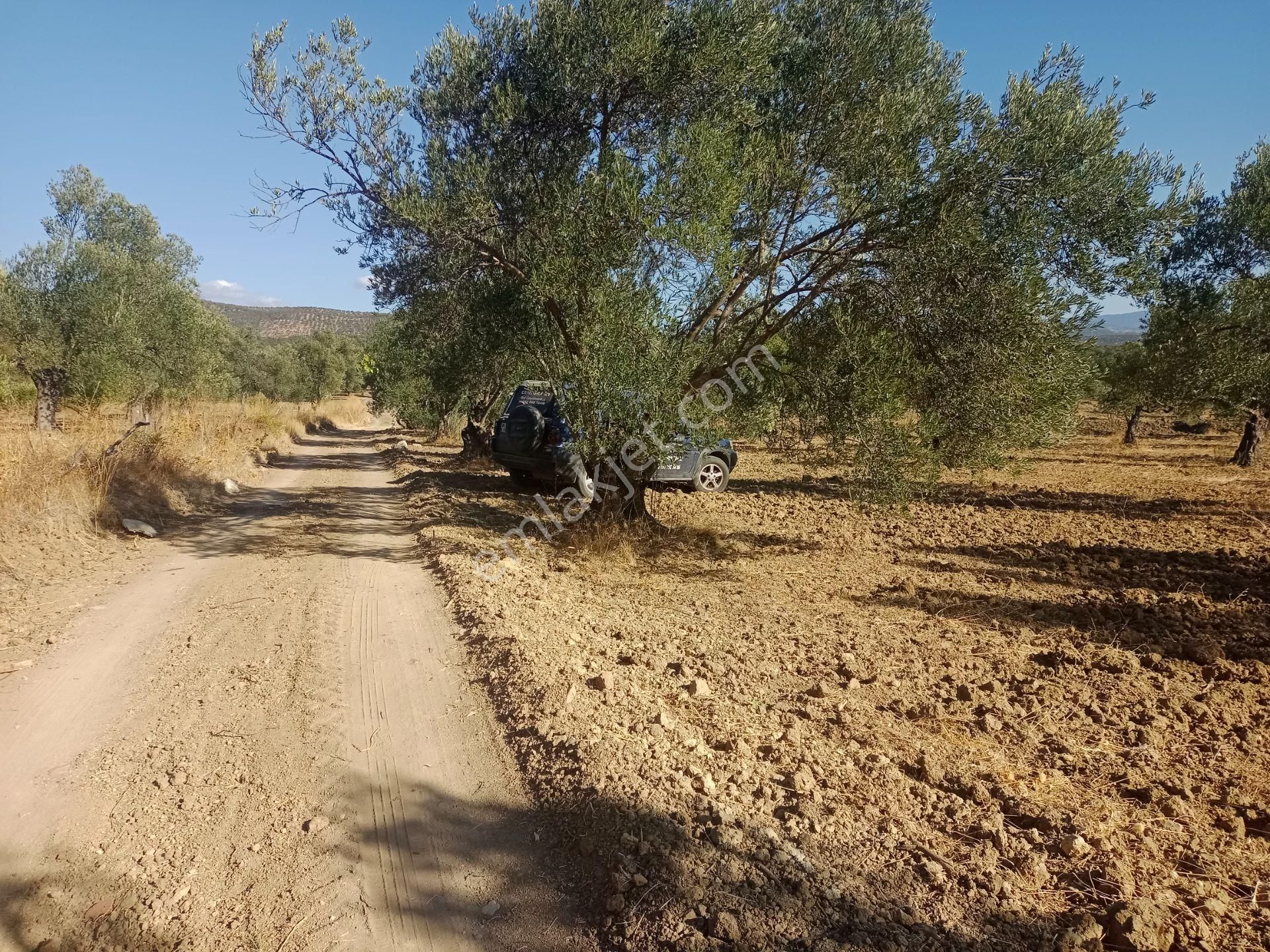 Gömeç Kemalpaşa Satılık Zeytinlik  Kemalpaşa'da Satılık Yağlık ve Sofralık Tip, Yolu Olan Zeytinlik