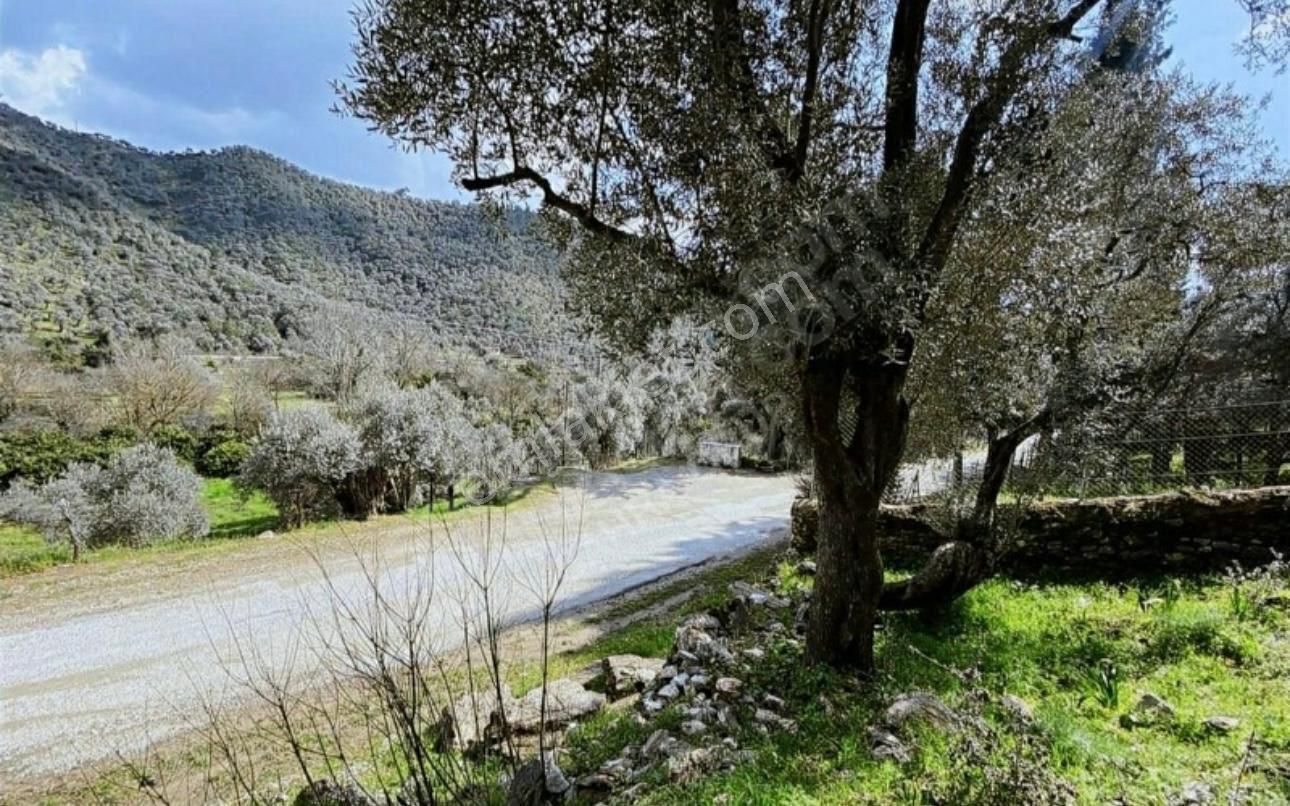 Milas Kandak Satılık Konut İmarlı milas konak bölgesinde zeytinlik araç gilerbilir durumda 6 dönüm zeytinlik 