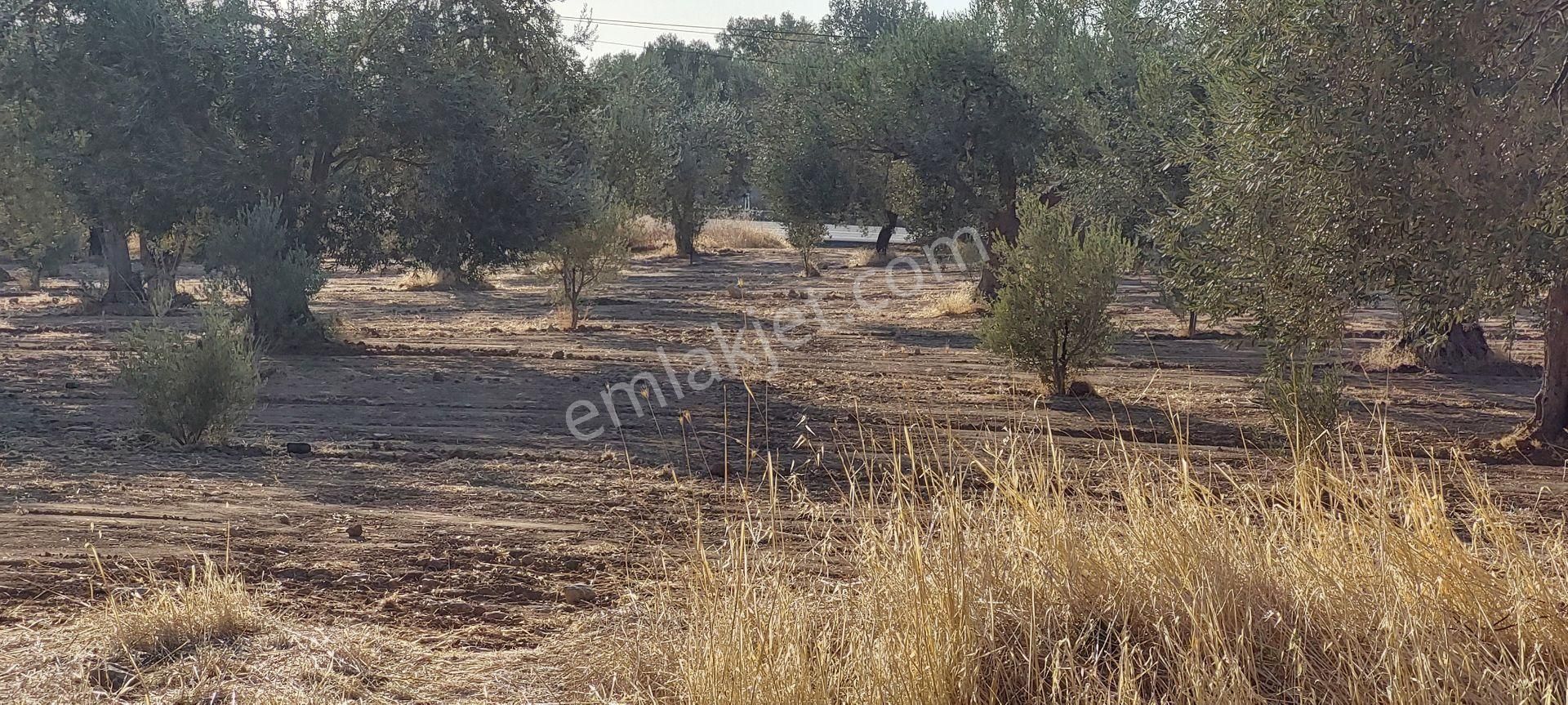 Bergama Zeytindağ Satılık Zeytinlik Afacan Dan Zeytindağ Ç.kale Asfaltında Satılık Bakımlı Zeytinlik