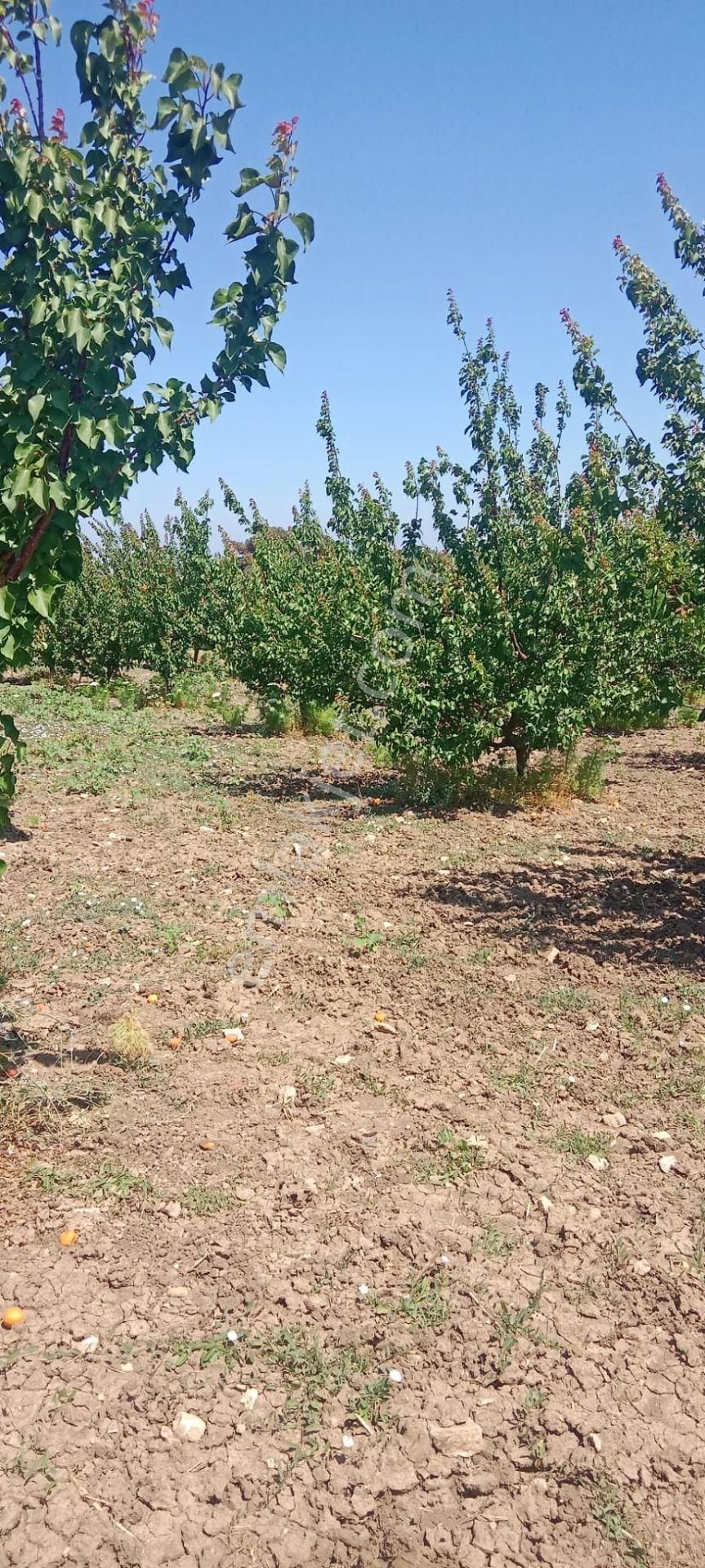 Çanakkale Merkez Yapıldak Köyü Satılık Tarla ÇANAKKALE YAPILDAK TA SATILIK 12 DÖNÜM HARİKA KAYISI BAHÇESİ