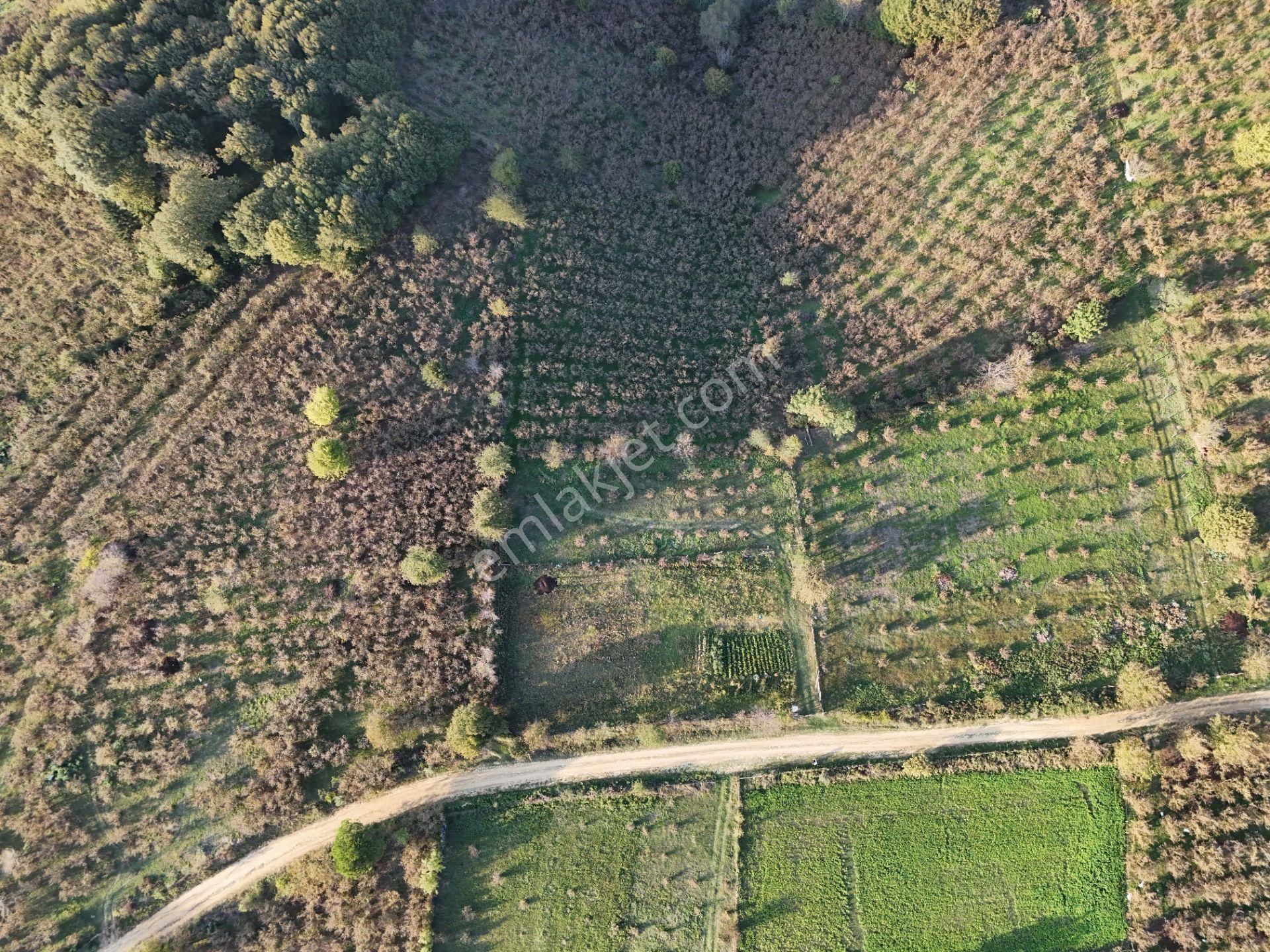 Düzce Merkez Boğaziçi Bld. (Yeşilköy) Satılık Tarla Epa Uğur'dan Boğaziçi Yeşilköy'de Satılık Arsa