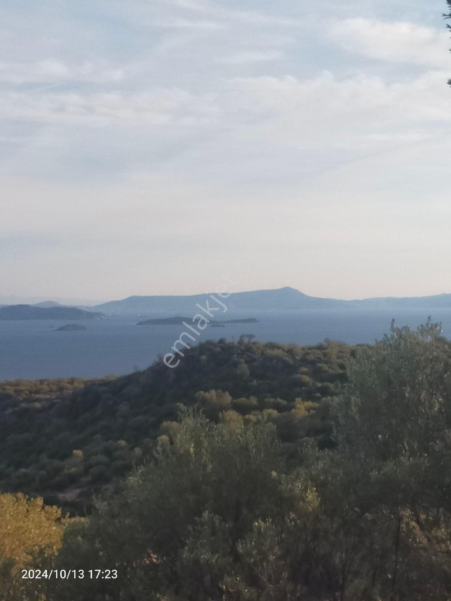 Saadet Korkmaz Emlak'tan Çandarlı'da İmara Komşu Muhteşem Manzaralı 3 650 M2 Satılık Zeytinlik - Görsel 2