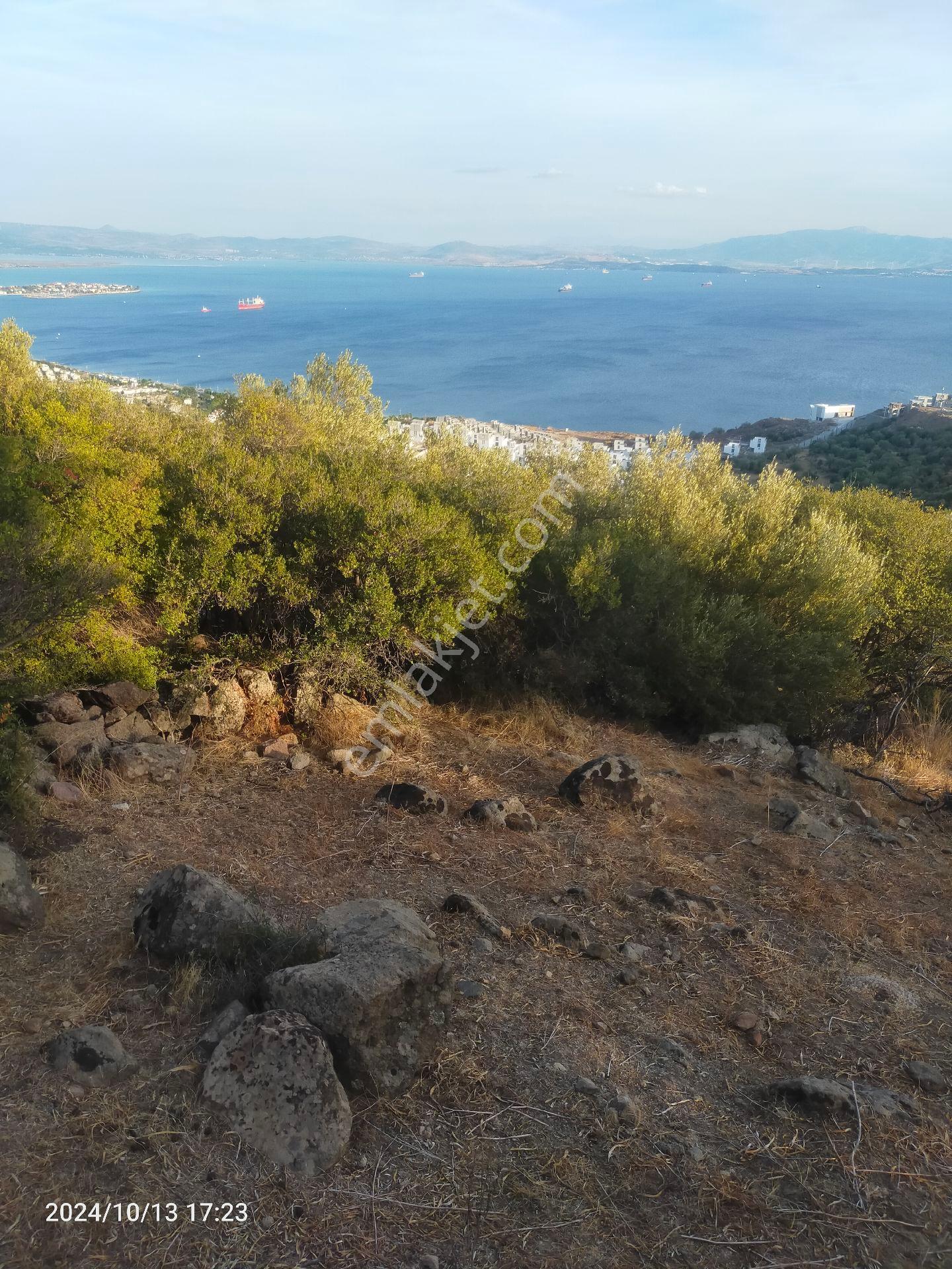 Saadet Korkmaz Emlak'tan Çandarlı'da İmara Komşu Muhteşem Manzaralı 3 650 M2 Satılık Zeytinlik - Görsel 7