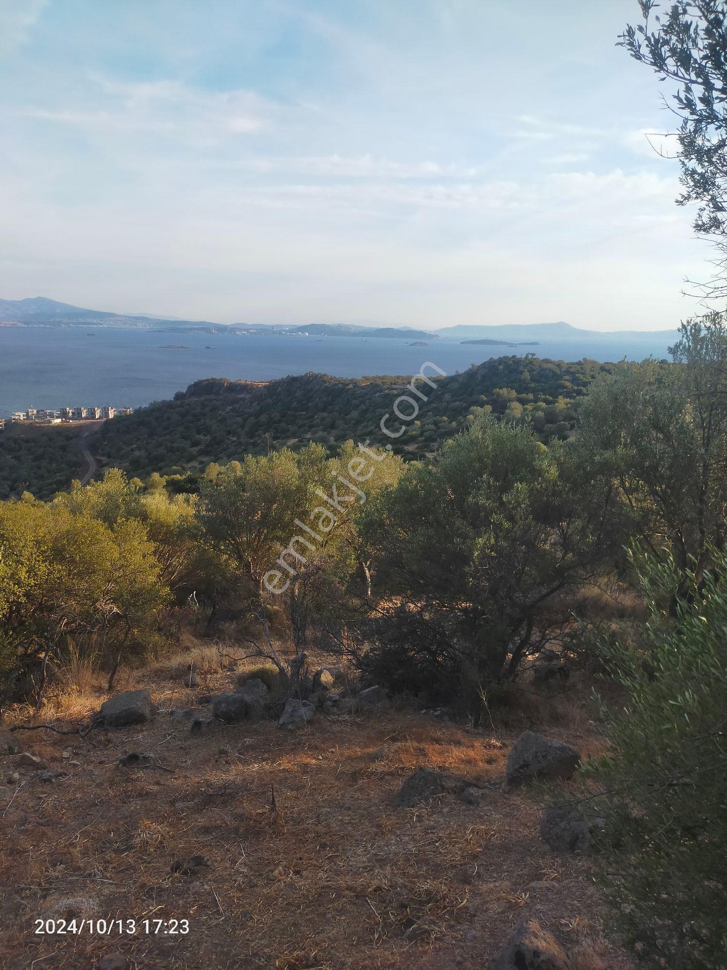 Saadet Korkmaz Emlak'tan Çandarlı'da İmara Komşu Muhteşem Manzaralı 3 650 M2 Satılık Zeytinlik - Görsel 6