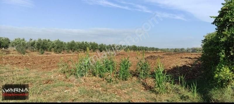 Menderes Oğlananası 8500 M2 Tek Tapu Yatırıma Uygun - Görsel 4