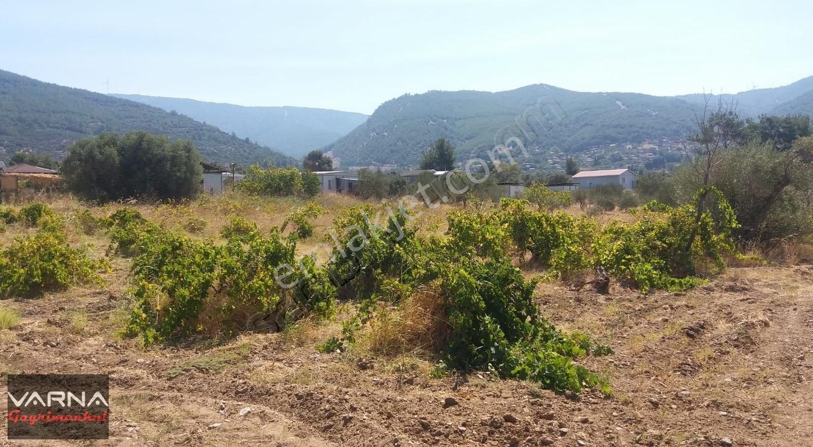 Kemalpaşa Gökkaya Tapulu Arazi Zeytin Ağaçlı 1940 M2 - Görsel 2