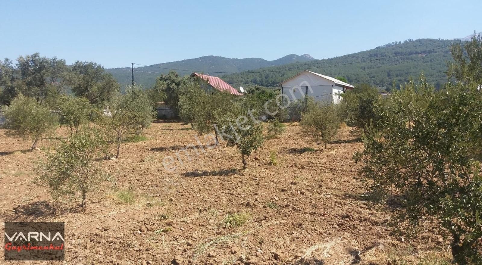 Kemalpaşa Gökkaya Tapulu Arazi Zeytin Ağaçlı 1940 M2 - Görsel 7