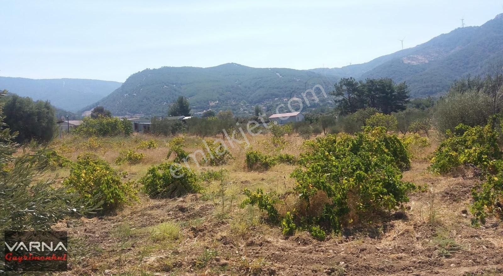 Kemalpaşa Gökkaya Tapulu Arazi Zeytin Ağaçlı 1940 M2 - Görsel 3