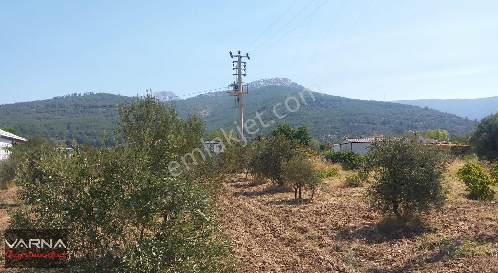 Kemalpaşa Gökkaya Tapulu Arazi Zeytin Ağaçlı 1940 M2 - Görsel 5