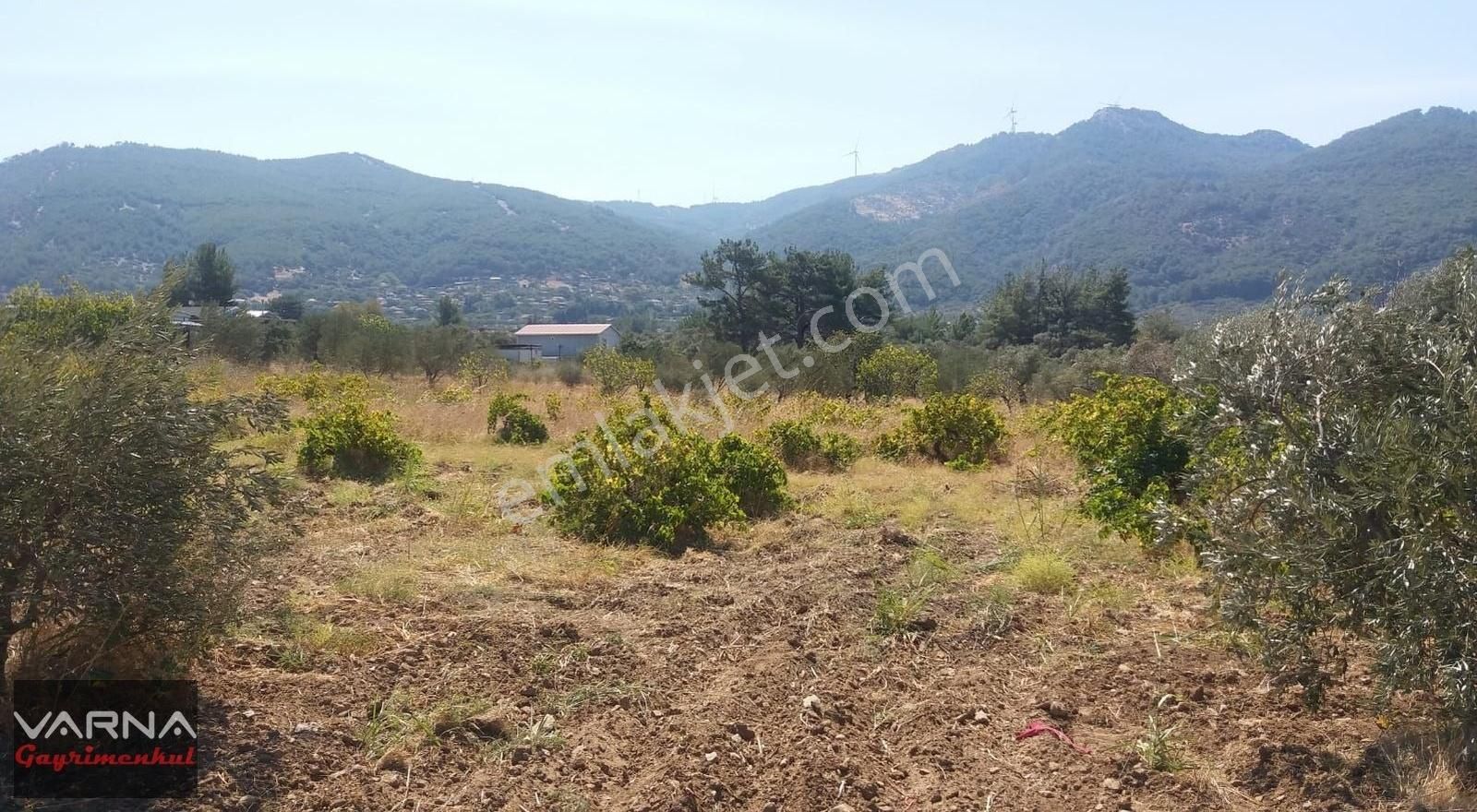Kemalpaşa Gökkaya Tapulu Arazi Zeytin Ağaçlı 1940 M2 - Görsel 4