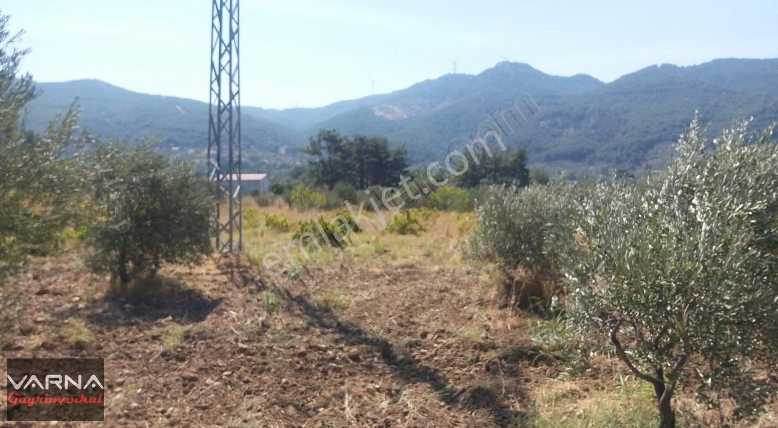 Kemalpaşa Gökkaya Tapulu Arazi Zeytin Ağaçlı 1940 M2 - Görsel 9