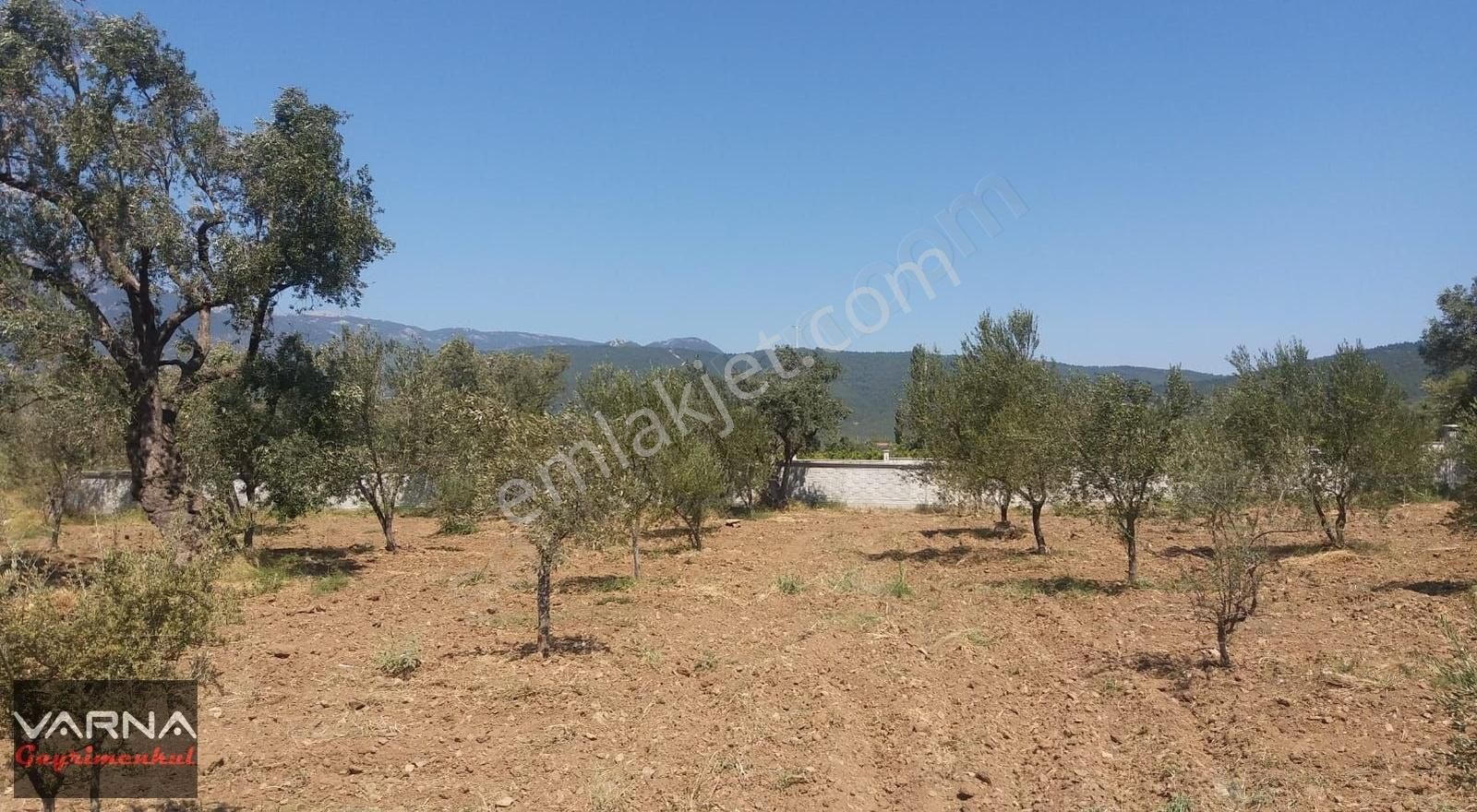 Kemalpaşa Gökkaya Tapulu Arazi Zeytin Ağaçlı 1940 M2 - Görsel 12