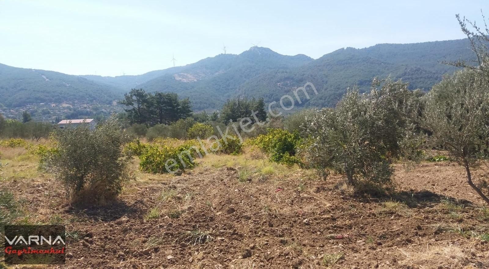 Kemalpaşa Gökkaya Tapulu Arazi Zeytin Ağaçlı 1940 M2 - Görsel 10