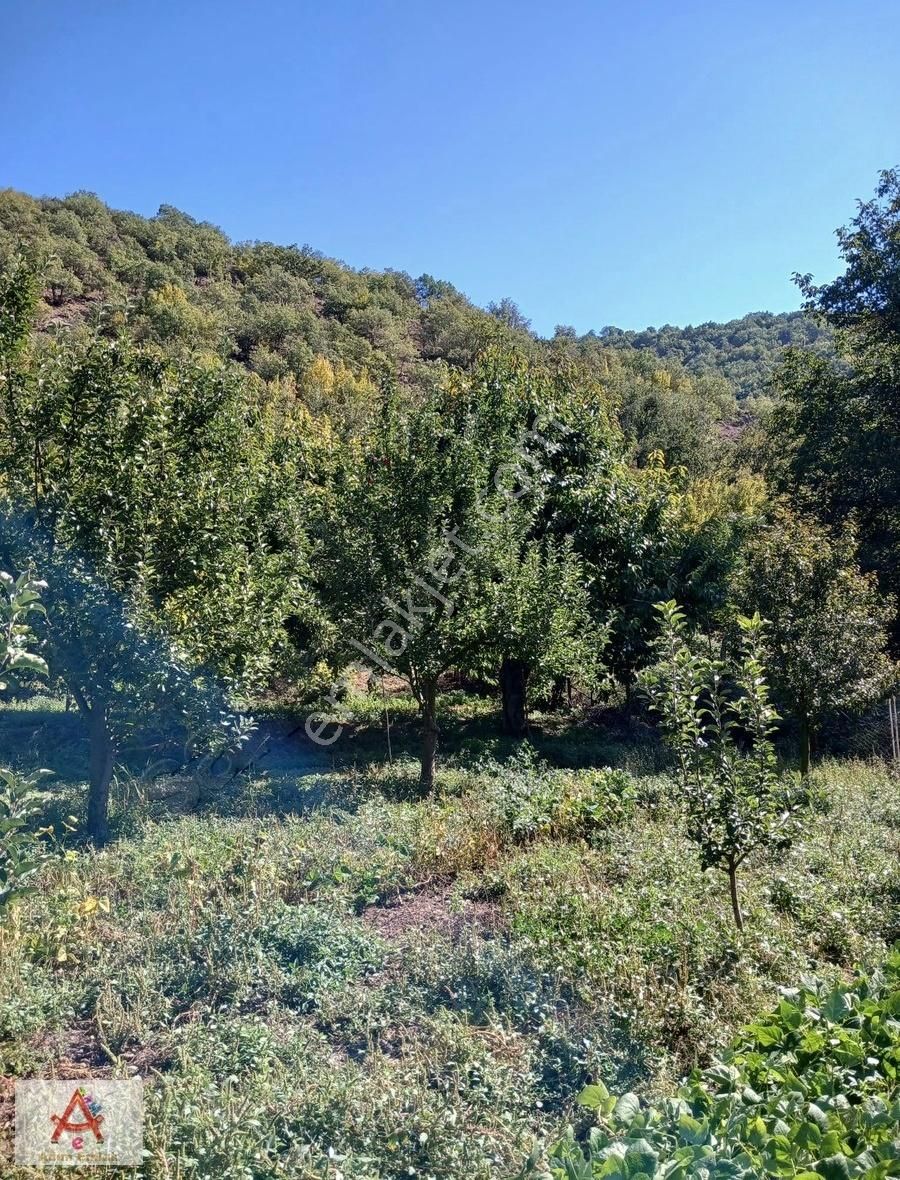 Amasya Merkez Aydınlık Köyü Satılık Tarla ADIM EMLAK'TAN AYDINLIK KÖYÜNDE 1250 M2 SATILIK BAĞ