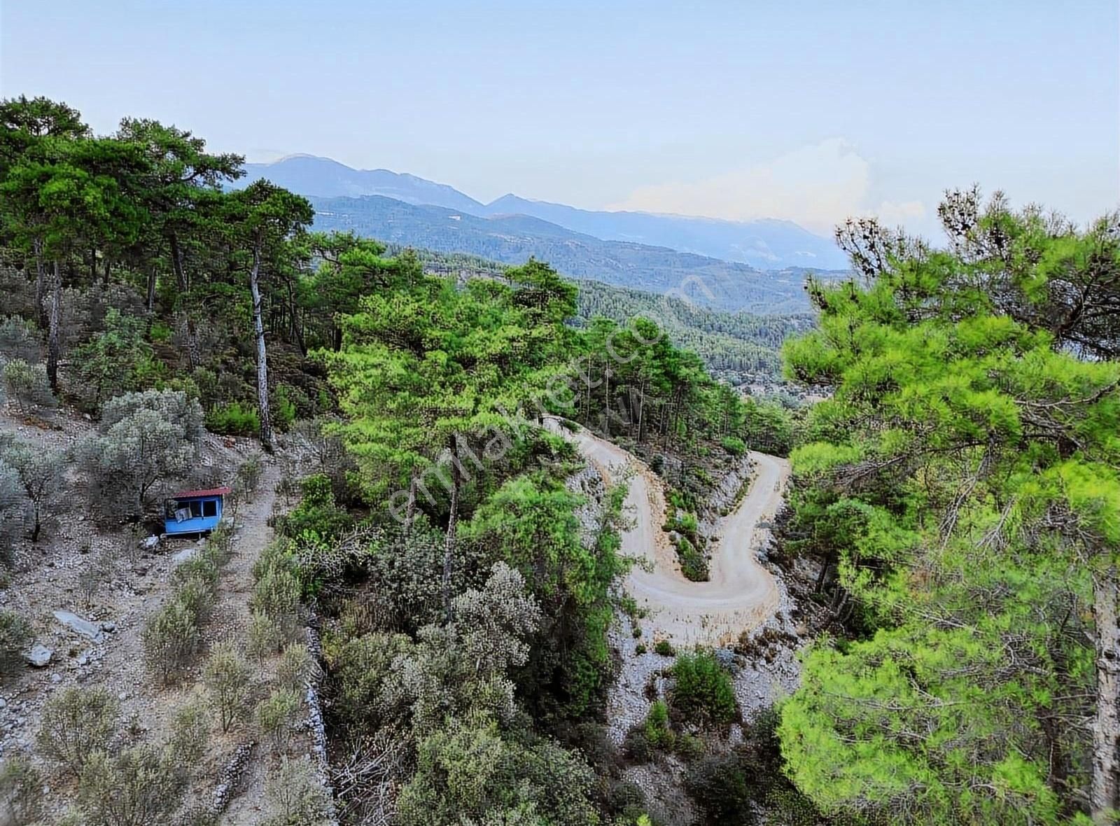 Kaş Akörü Satılık Tarla Doğayla İç İçe, Zeytin Ağaçlarıyla Çevrili, Kaş Merkeze 27 km