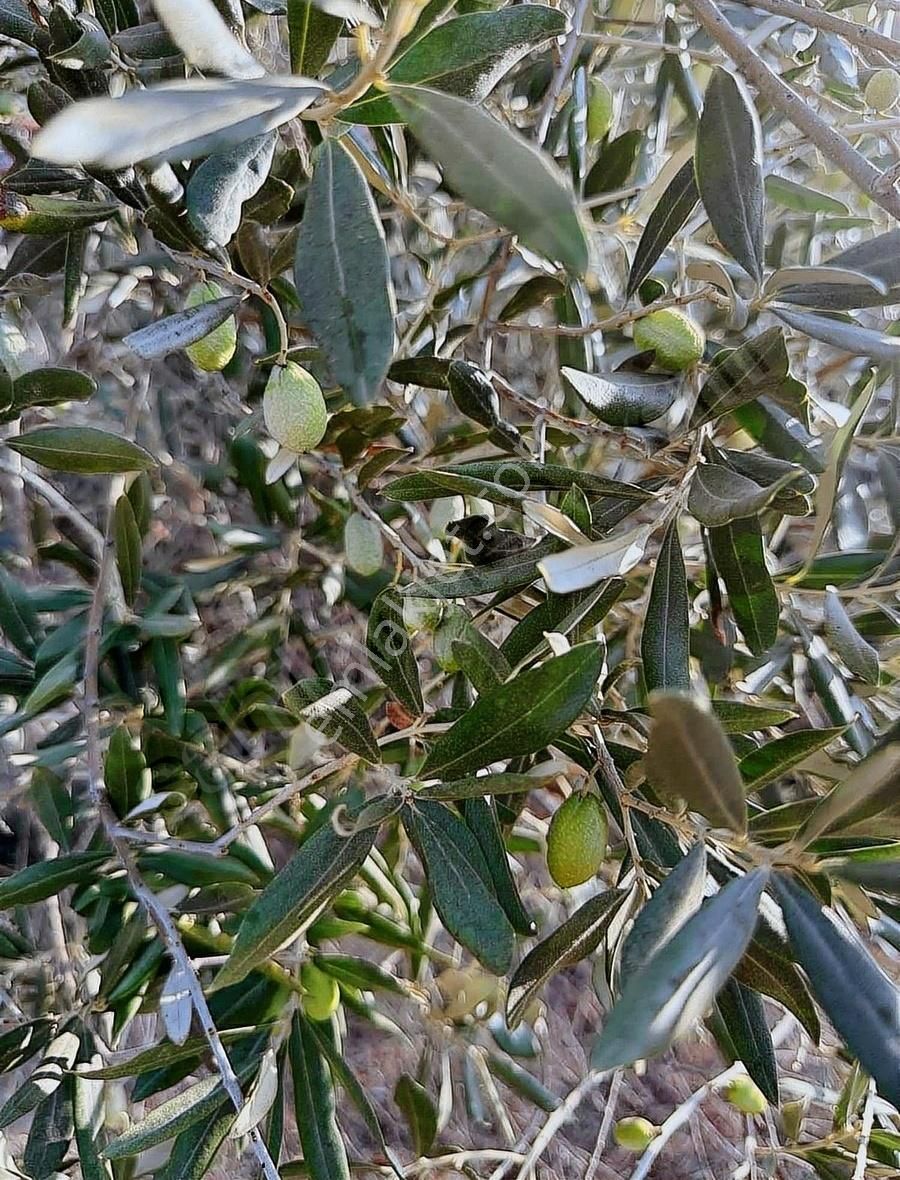 Pek Emlaktan Mahmutlar Da 1020 M2 Bahçeli Satılık Müstakil Ev - Görsel 3