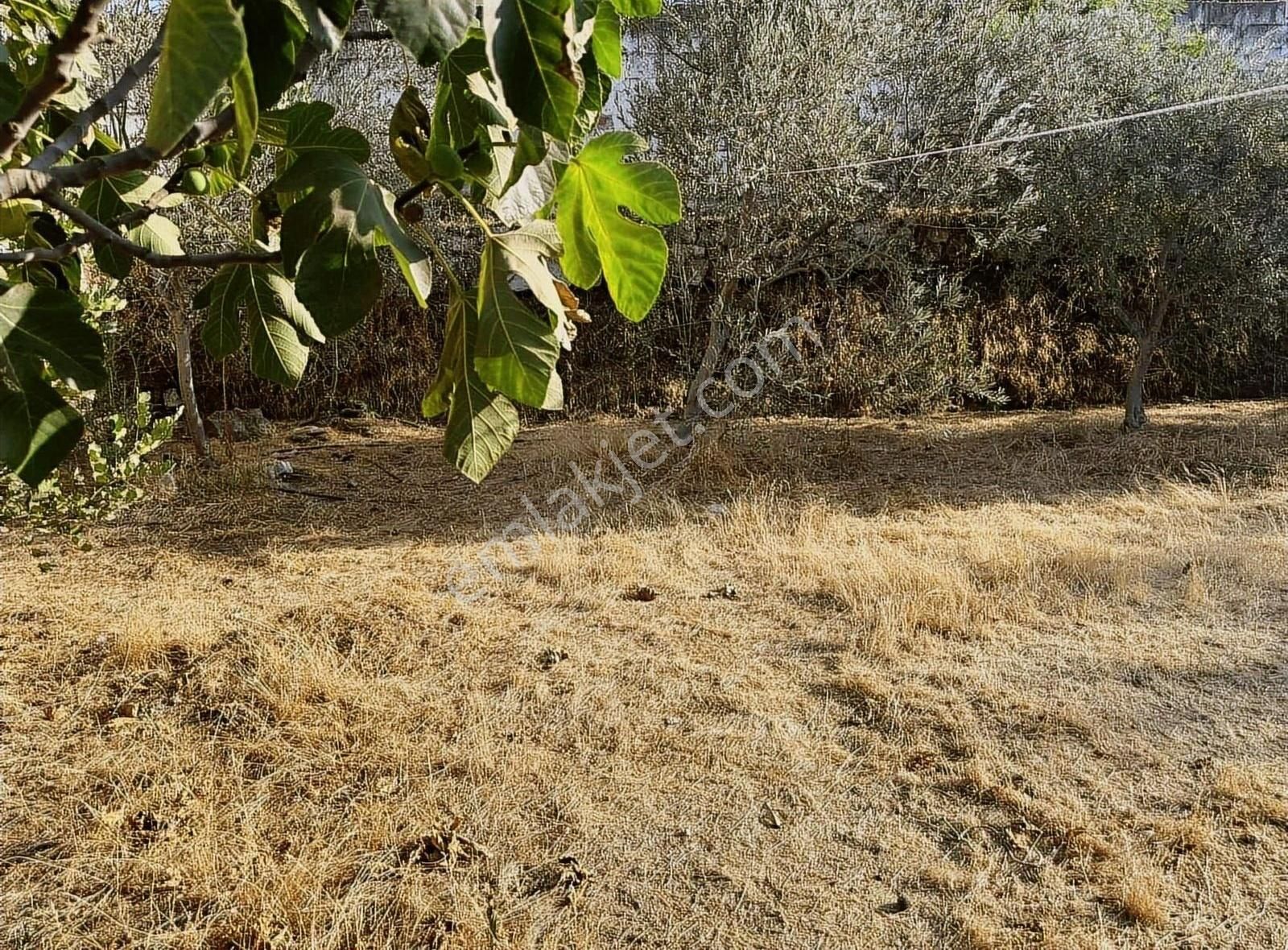 Pek Emlaktan Mahmutlar Da 1020 M2 Bahçeli Satılık Müstakil Ev - Görsel 14