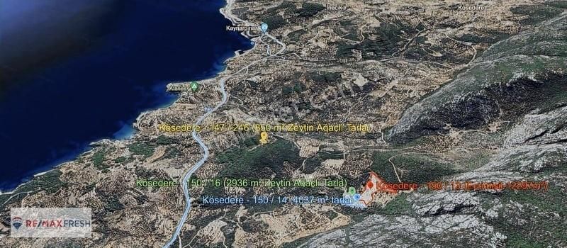 Karaburun Kösedere Satılık Tarla Deniz manzaralı doğanın tam merkezinde cennetten bir köşe