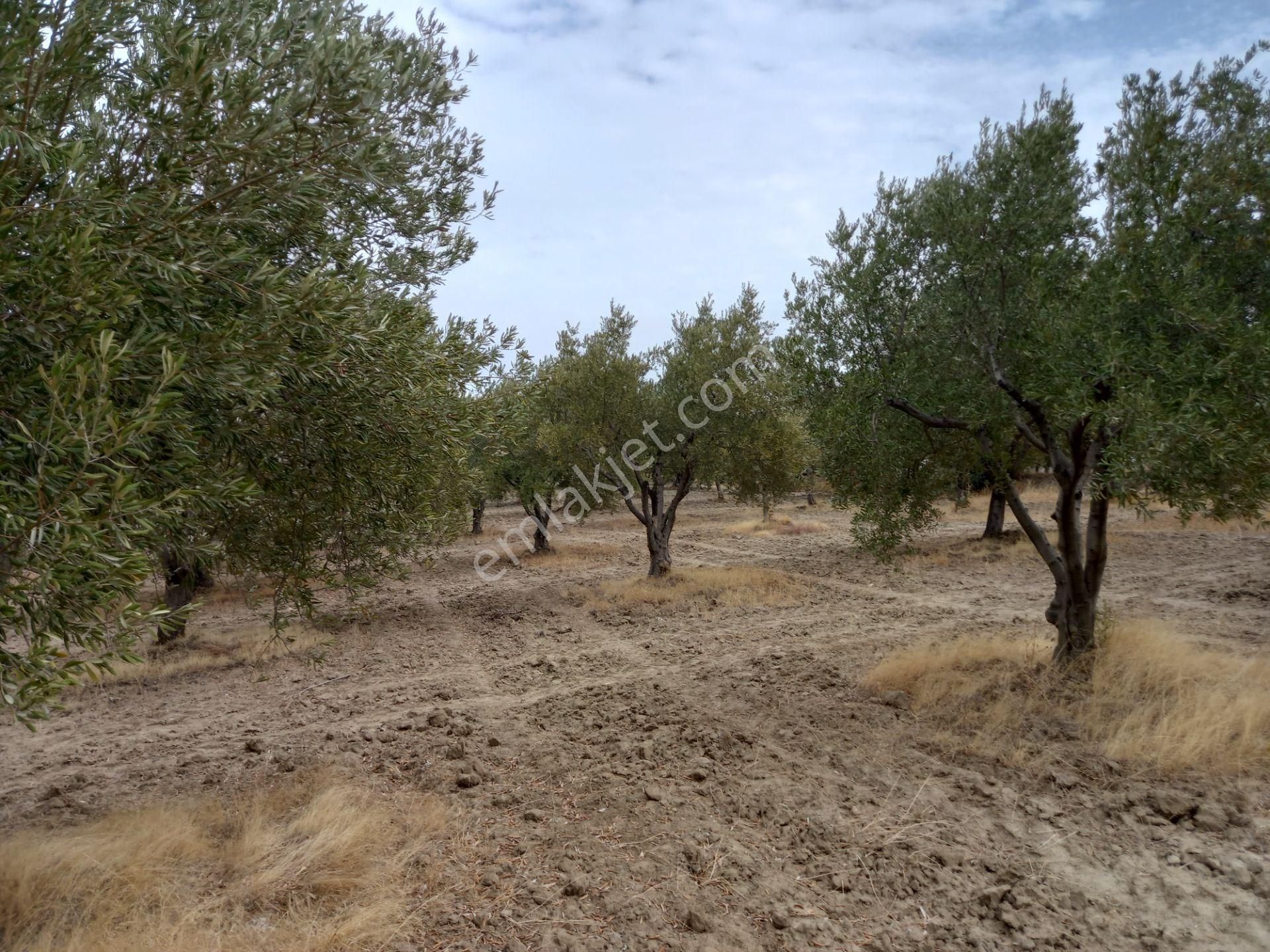 Manisa Saruhanlı Hacımusa Da Satılık 8.000 M2 Zeytinlik 2.100.000 Tl - Görsel 20