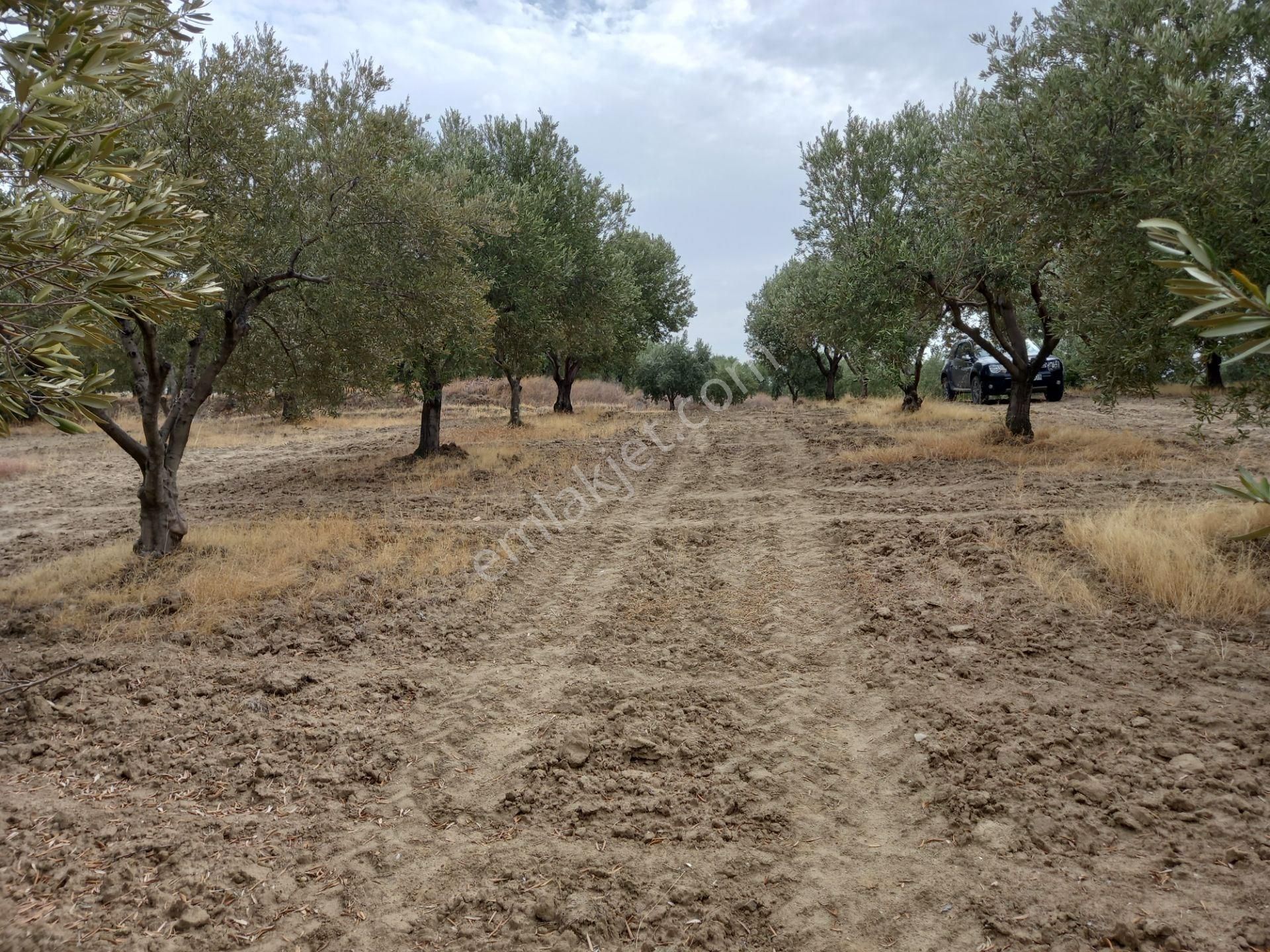Manisa Saruhanlı Hacımusa Da Satılık 8.000 M2 Zeytinlik 2.100.000 Tl - Görsel 2