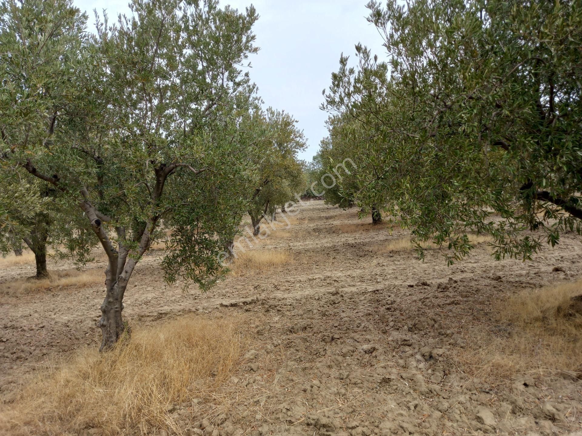 Manisa Saruhanlı Hacımusa Da Satılık 8.000 M2 Zeytinlik 2.100.000 Tl - Görsel 12