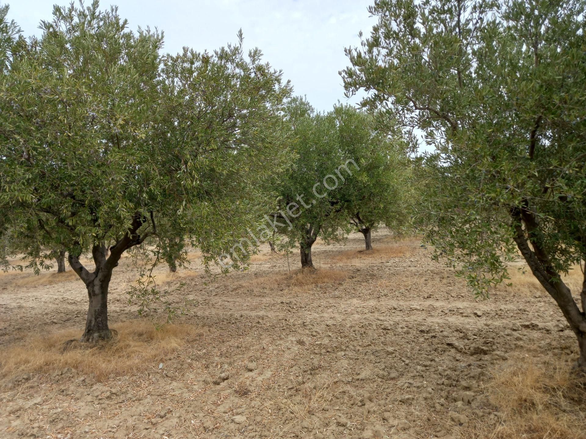 Manisa Saruhanlı Hacımusa Da Satılık 8.000 M2 Zeytinlik 2.100.000 Tl - Görsel 11