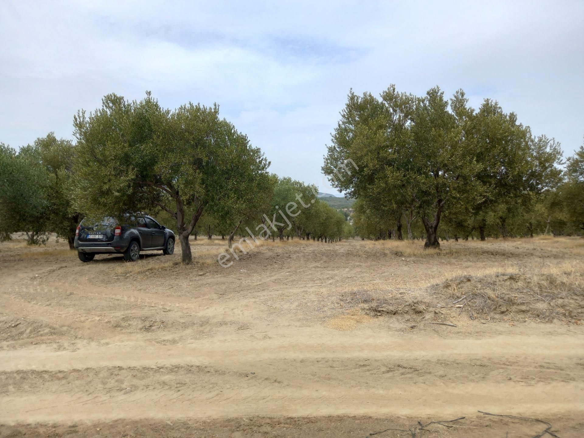 Manisa Saruhanlı Hacımusa Da Satılık 8.000 M2 Zeytinlik 2.100.000 Tl - Görsel 17