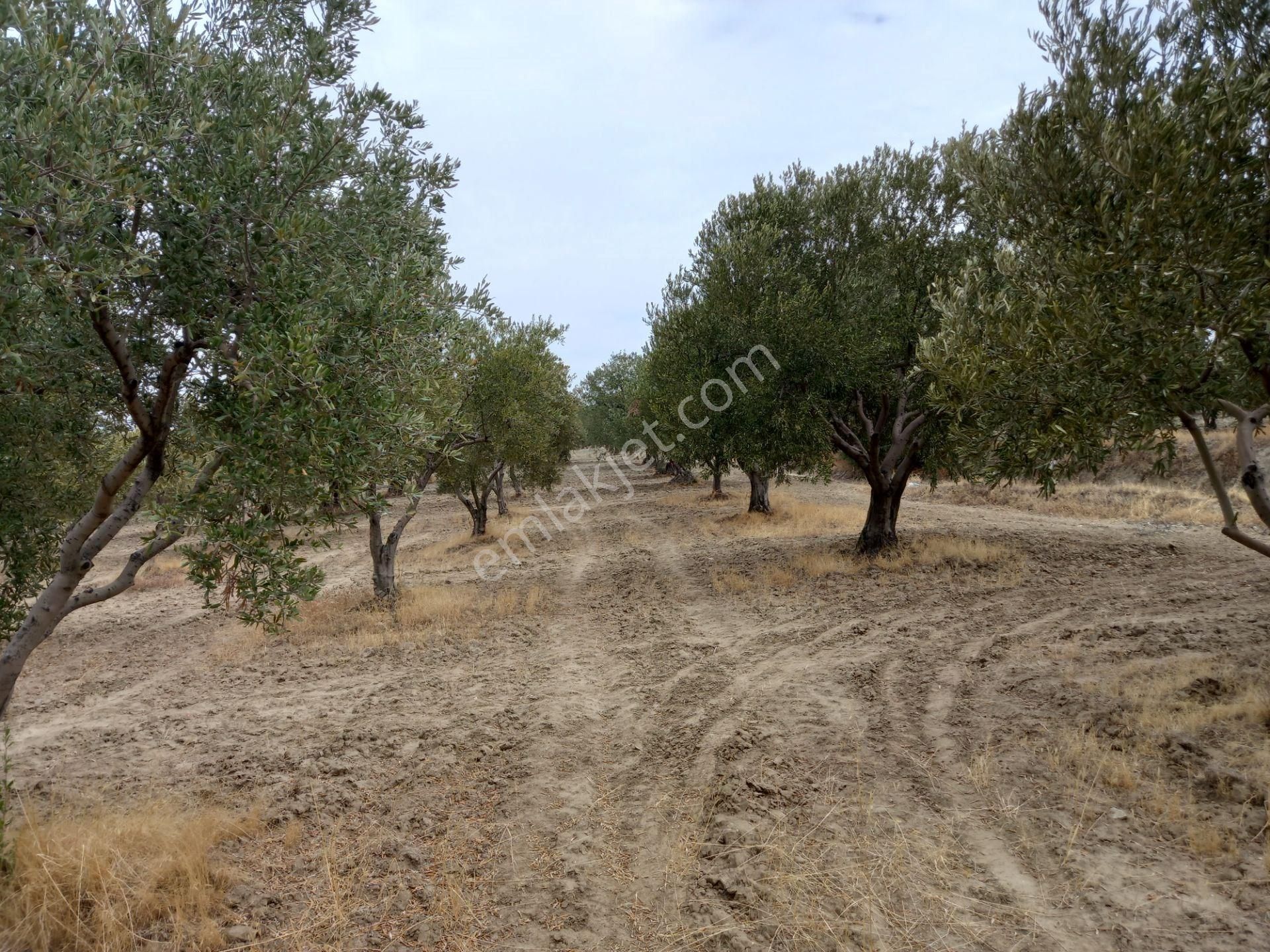 Manisa Saruhanlı Hacımusa Da Satılık 8.000 M2 Zeytinlik 2.100.000 Tl - Görsel 13
