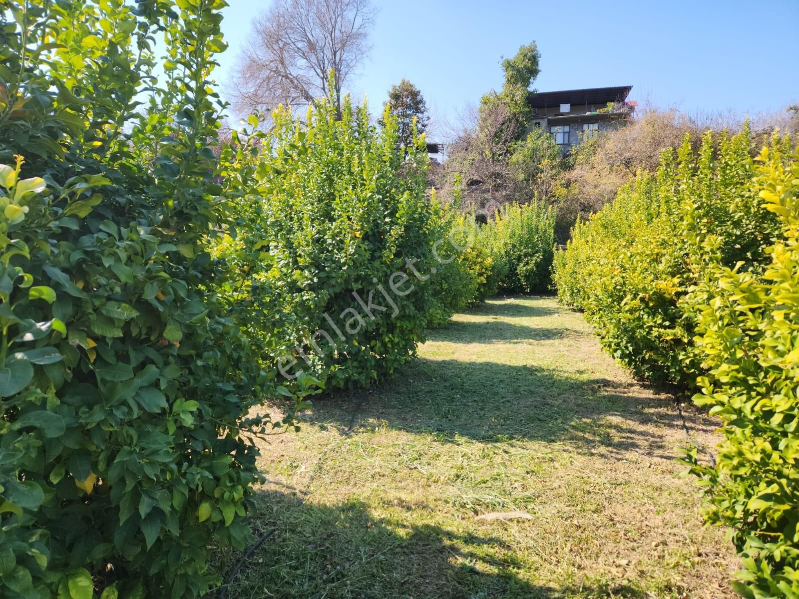 Aslan'dan Elvanlı Da Deniz Manzaralı 4.500 M2 Limon Bahçesi - Görsel 3