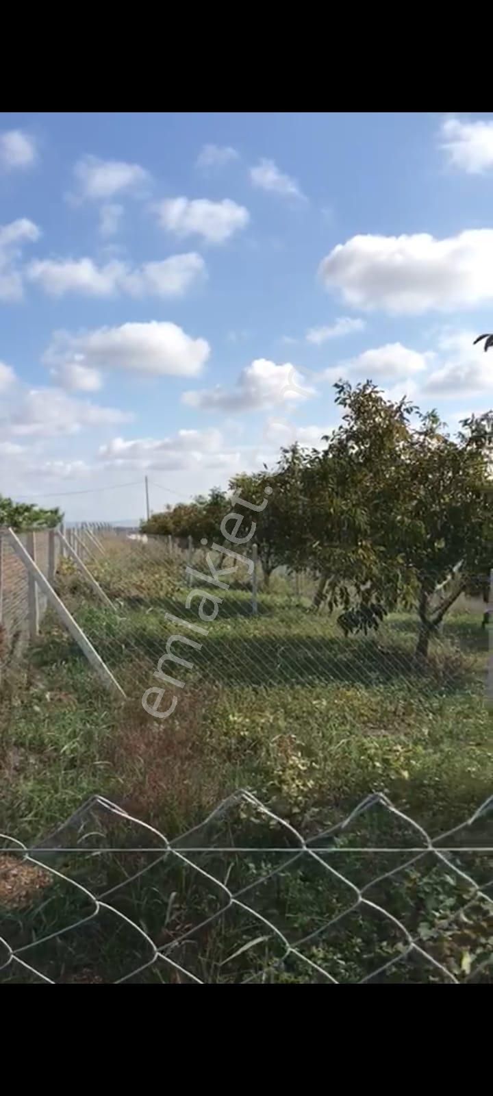 Marmaraereğlisi Çeşmeli Satılık Tarla Çok Sorulan Ceviz Bahçemiz Güncel Fiyatıyla Satışta Marmaraereğlisi Çeşmeli Mah.270m2 Arsa