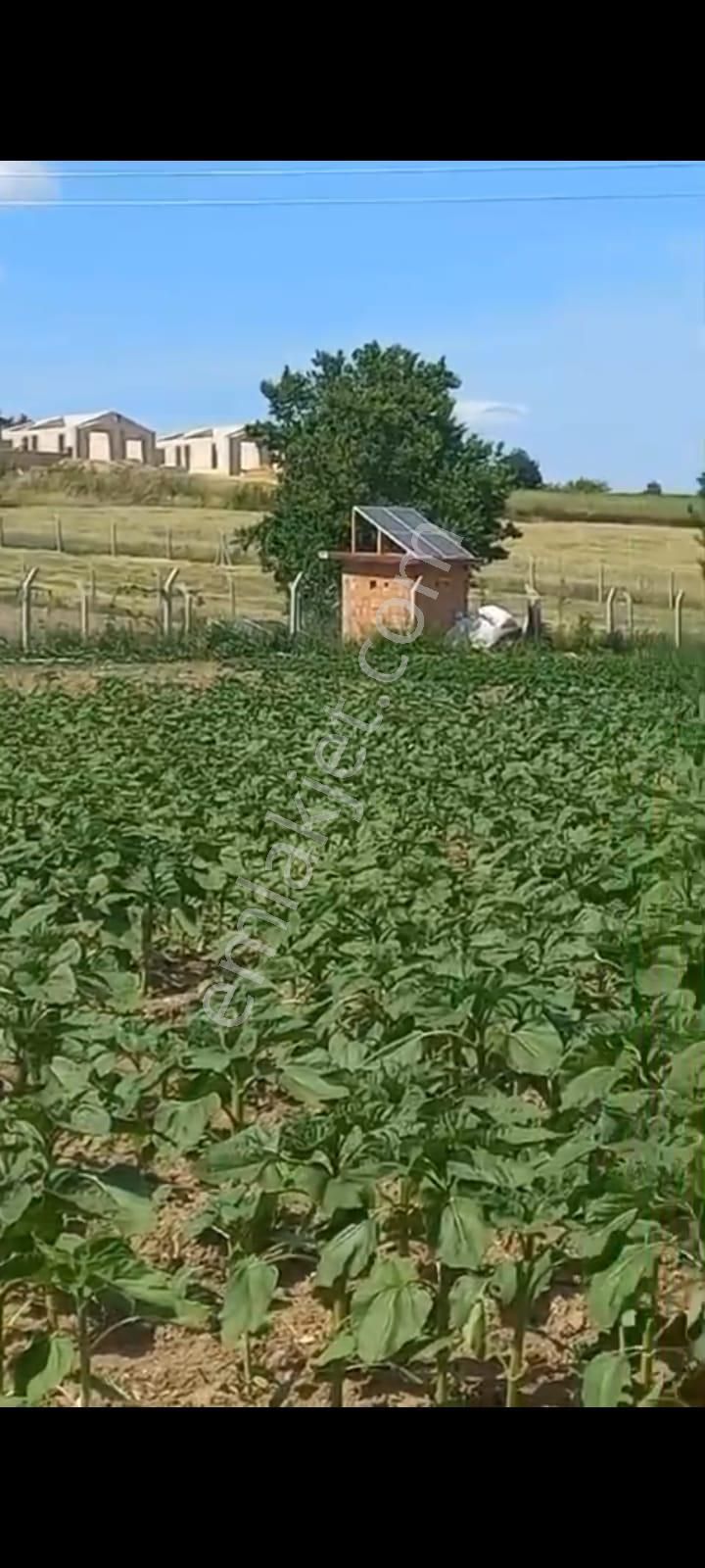 Lüleburgaz Hamitabat Köyü Satılık Tarla Lüleburgaz Hamitabat Mah. Yerleşim İçinde İmar Sınırında Bulunmaz Kupon 268m2 Arsa