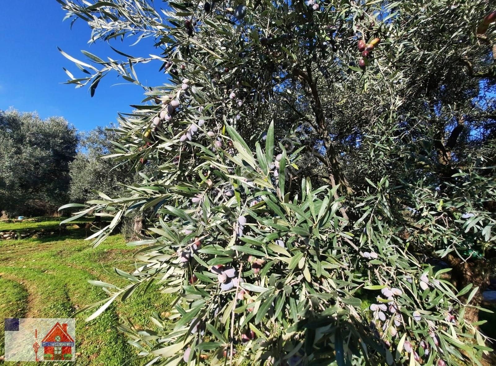 Karacasu Çamköy Satılık Bağ & Bahçe Karacasu Çamköyde Harika Zeytin Ve İncir Meyve Bahçesi Satılık