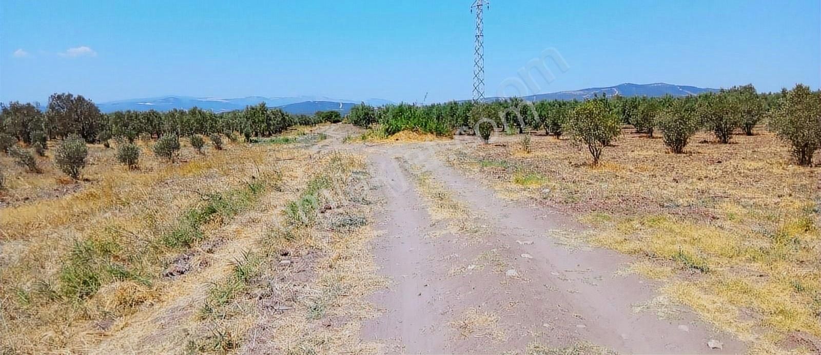 Karasonya'da 8.400 M² Zeytin Tarlası - Görsel 3