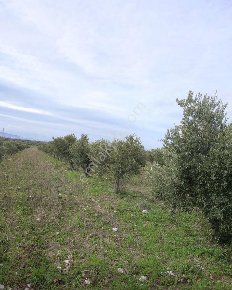 Karasonya'da 8.400 M² Zeytin Tarlası - Görsel 2