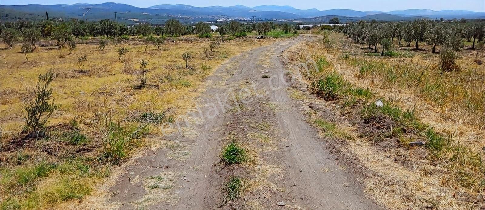 Karasonya'da 8.400 M² Zeytin Tarlası - Görsel 4