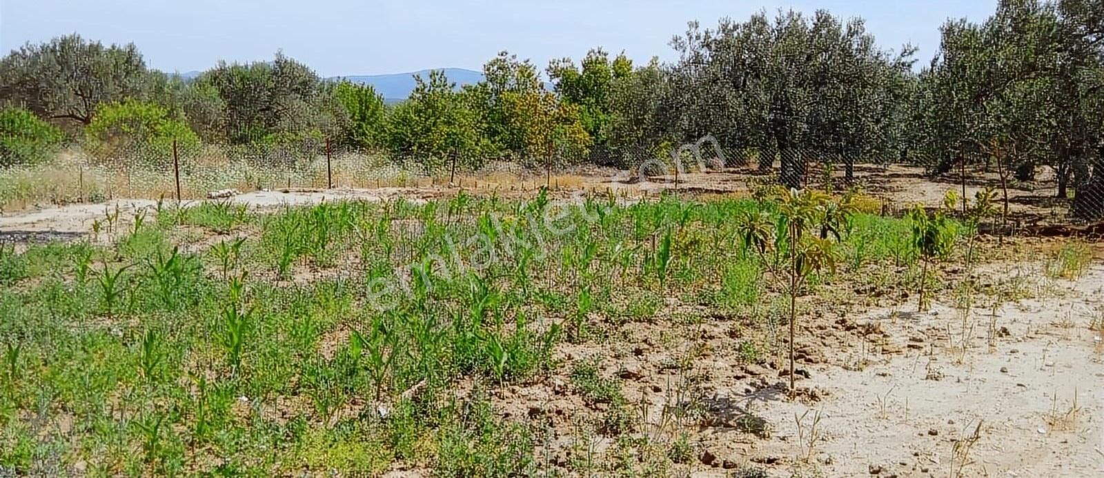 Köy İçinde 200 M² Hobi Bahçesi - Görsel 3
