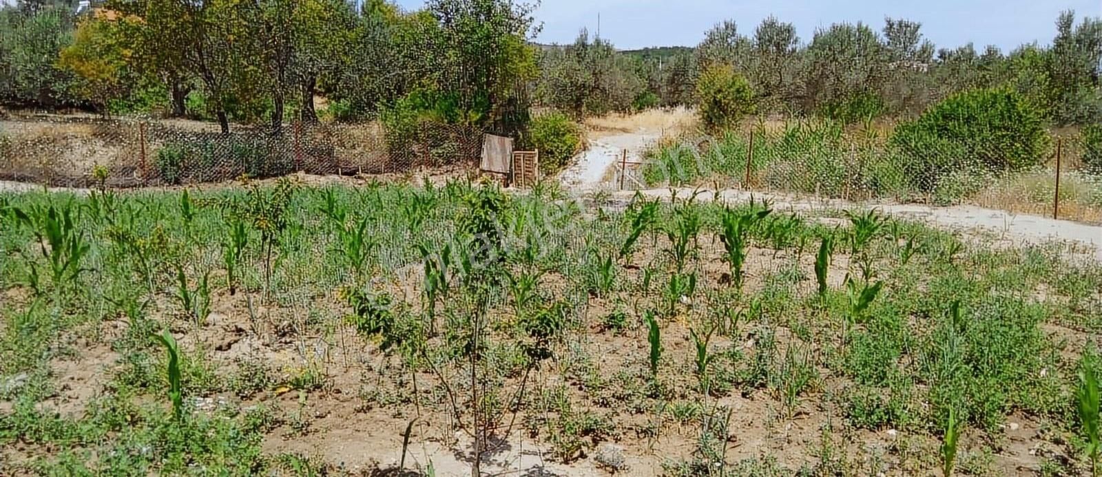 Köy İçinde 200 M² Hobi Bahçesi - Görsel 2