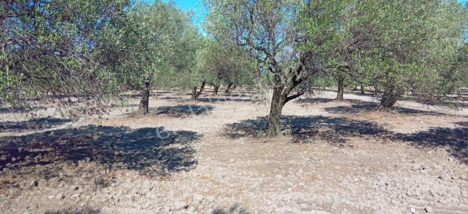 Süleymanlı Merkezde 4.290 M² Yetişkin Edremit Tarlası - Görsel 16
