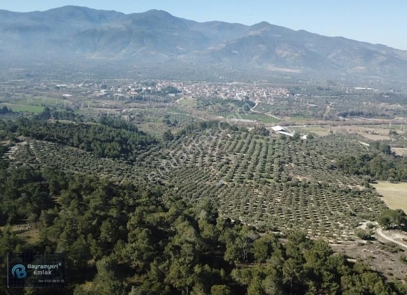 Karacasu Yenice Satılık Bağ & Bahçe Satılık Zeytinlik