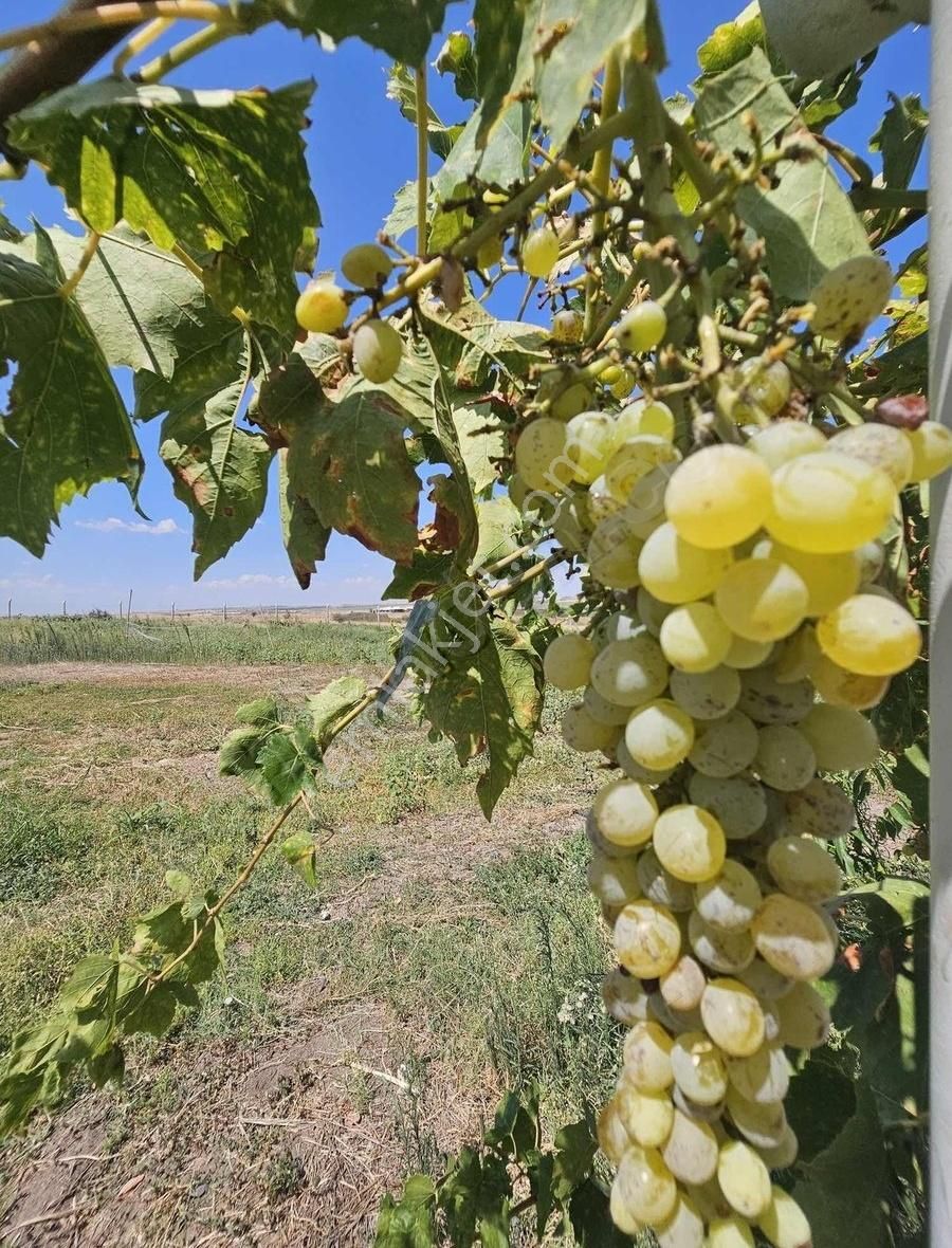 Uzunköprü Büyük Şehsuvarbey Satılık Tarla Yapı Kayıt Belgeli 34.000 M2 Meyve Bahçesi Depo Ve Ev