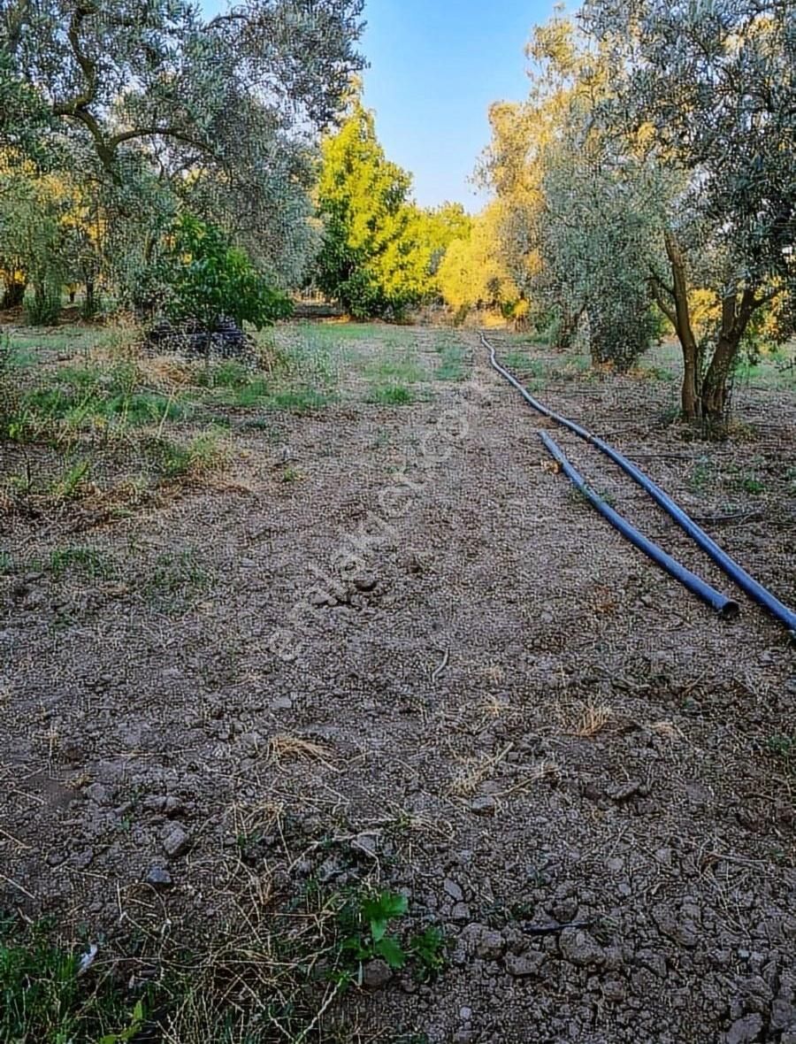 Bursa Orhangazi , Çakırlı,da Zeytinlik - Bağ Satılık - Görsel 3