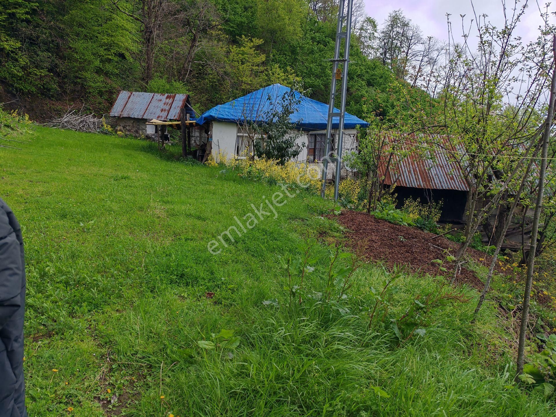 Samsun Terme Uludere Mah De İşlevli Findikbahcesi - Görsel 25