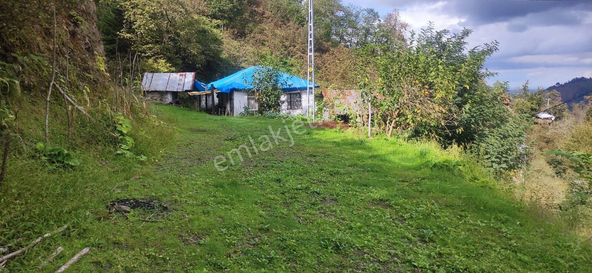 Samsun Terme Uludere Mah De İşlevli Findikbahcesi - Görsel 18