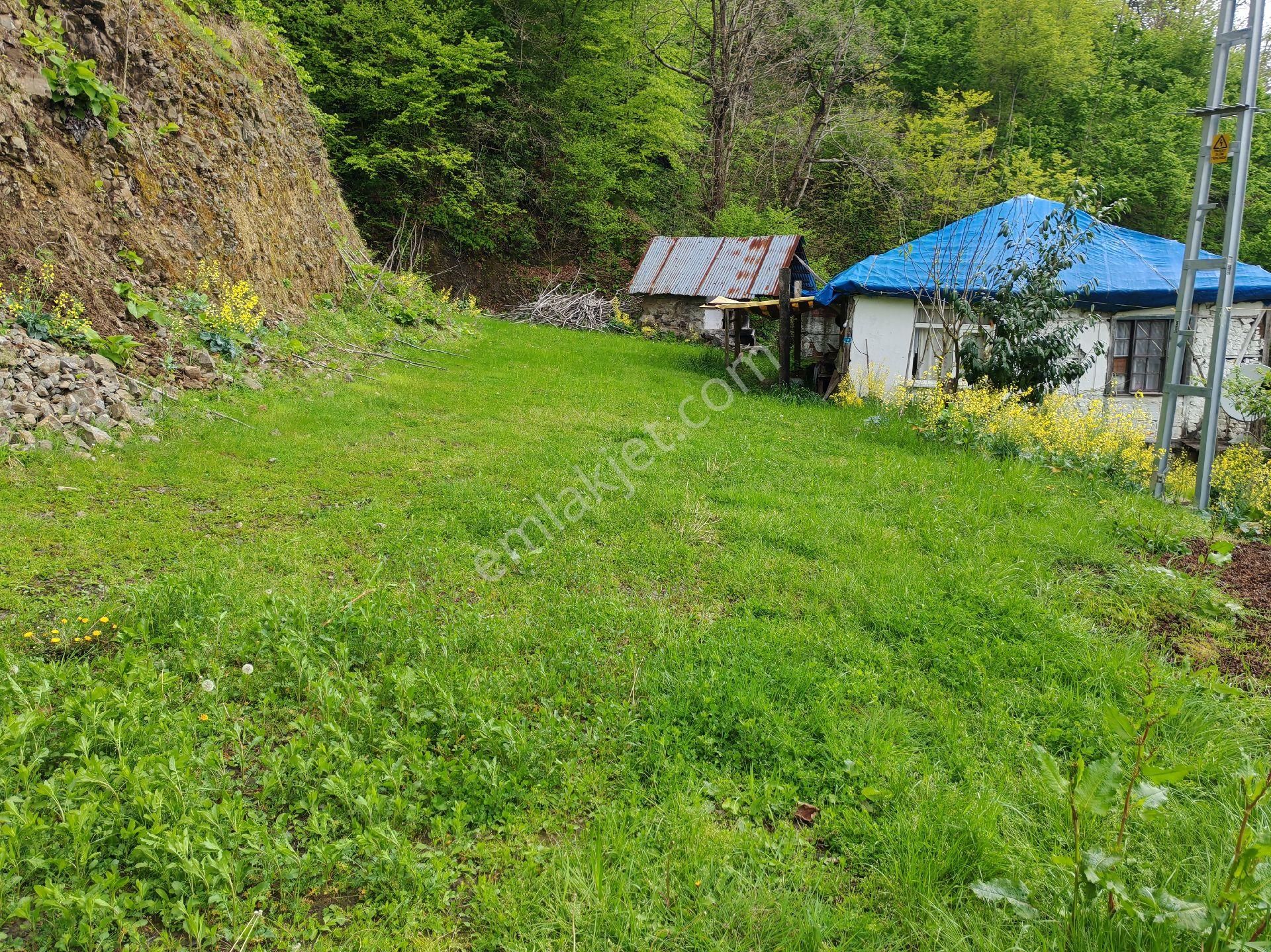 Samsun Terme Uludere Mah De İşlevli Findikbahcesi - Görsel 19