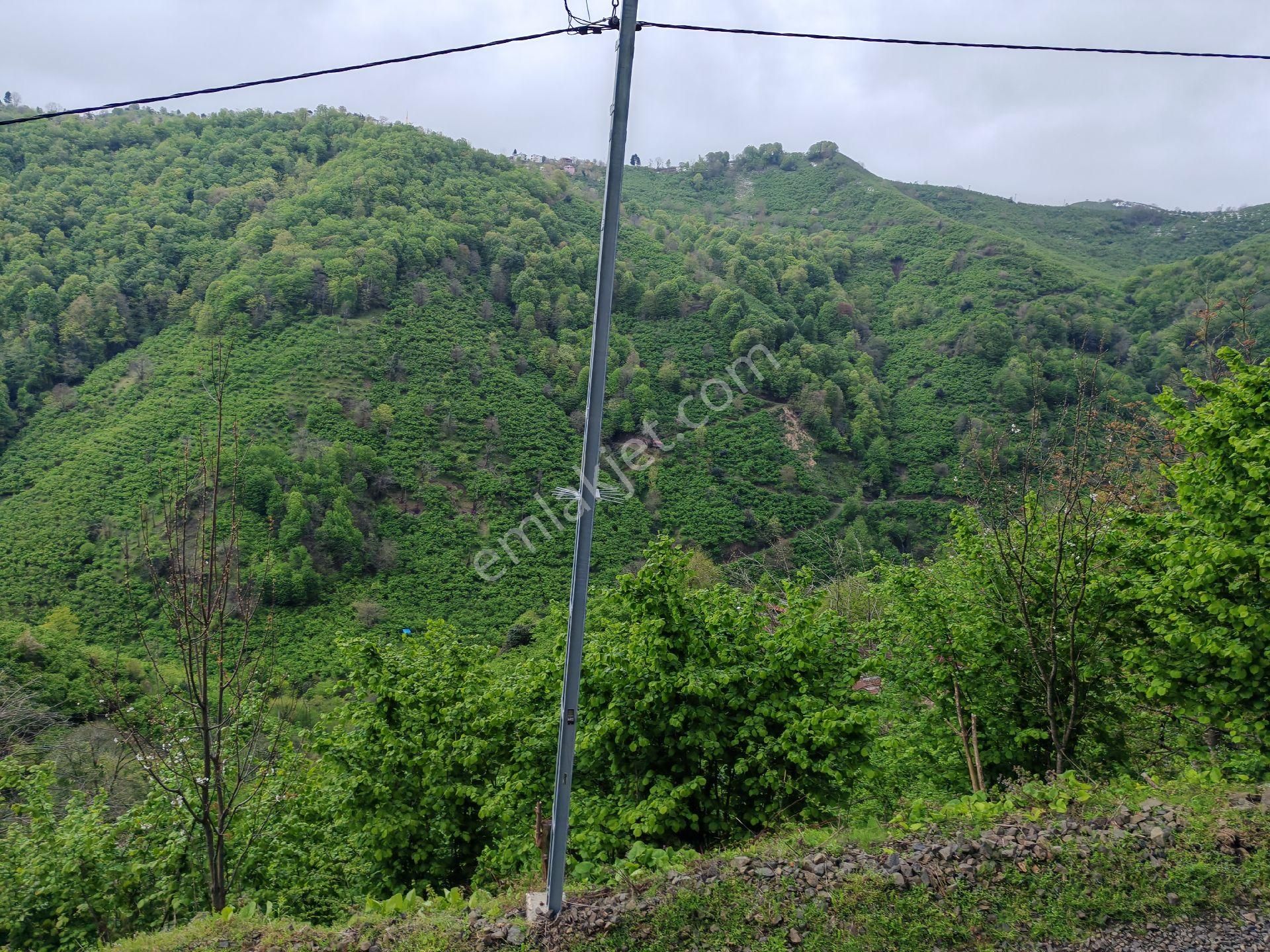 Samsun Terme Uludere Mah De İşlevli Findikbahcesi - Görsel 21